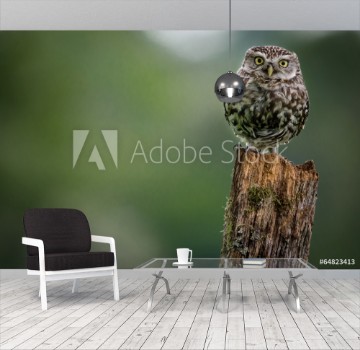 Bild på Little Owl